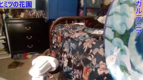 Gardenia online show from 28, 12, 2024