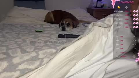 Snapshot of gigitaylorr chatting on 29, 12, 2024 gigi online show from 29, 12, 2024