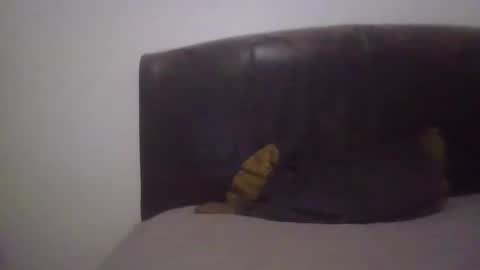 goodcock12345 online show from 19, 2, 2025