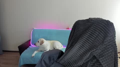 Snapshot of guy_liam1 chatting on 20, 12, 2024 guy_liam1 online show from 20, 12, 2024