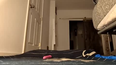 Handydick7373 online show from 24, 5, 2026