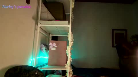 Snapshot of harleyparadise chatting on 28, 11, 2025 900 am to 300 pm - GTM 5 Weekdays online show from 28, 11, 2025