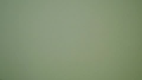 John Pearl online show from 30, 12, 2024