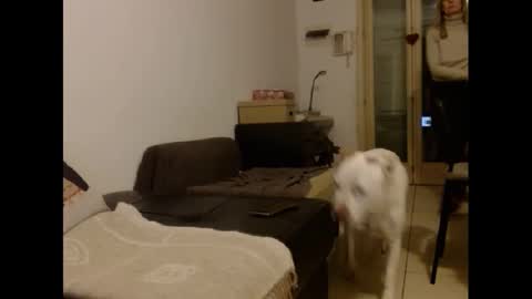 Hornyssima online show from 12, 1, 2025