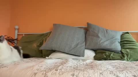 Olive online show from 24, 10, 2025