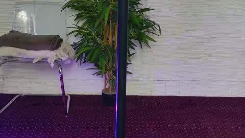 Celine online show from 3, 11, 2025