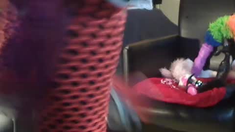 Snapshot of jacekwrrr chatting on 28, 12, 2024 JACKSLUT BUY ME . FAN CLUB MEMBERS AND THOSE WHOM THE MEMBERS INDICATE SISY SLUT PROVIDES THEM FREE SERVICES online show from 28, 12, 2024