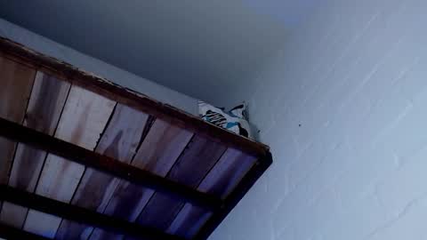 Michael Caicedo online show from 12, 3, 2025