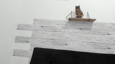 Jaycreedd online show from 2, 10, 2025