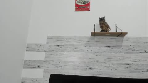 Jaycreedd online show from 20, 11, 2025