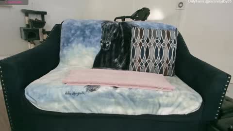 Snapshot of jjjust4fun1985 chatting on 1, 1, 2025 Nicole  Allen online show from 1, 1, 2025