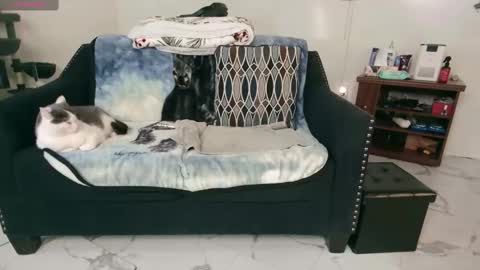 Snapshot of jjjust4fun1985 chatting on 13, 2, 2025 Nicole  Allen online show from 13, 2, 2025