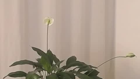 Help me with rate thanks  online show from 2, 3, 2025