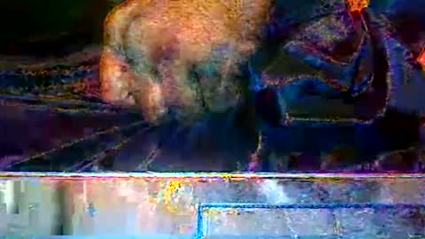 KENDREKO online show from 14, 3, 2026