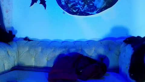 kira online show from 23, 10, 2025