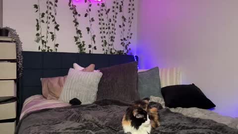 Kaitie online show from 16, 12, 2024