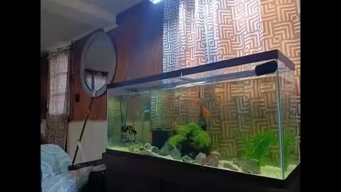 LOUiViLAN online show from 30, 12, 2024