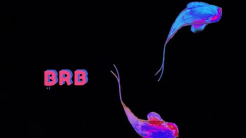 knowlita  online show from 6, 3, 2026