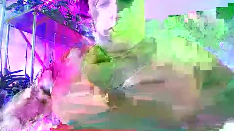 Snapshot of lady_gloria chatting on 30, 11, 2025 Lady Gloria online show from 30, 11, 2025