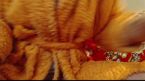 Snapshot of laralhotr chatting on 14, 1, 2025 laralhotr online show from 14, 1, 2025