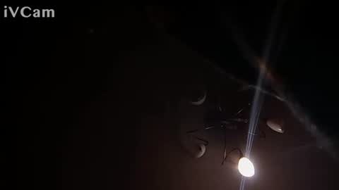 laydayy online show from 12, 1, 2026