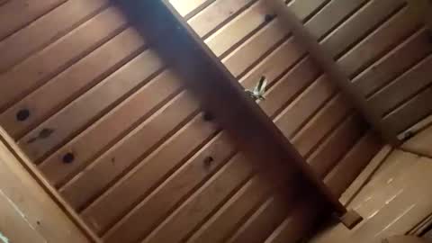 leskator9 online show from 2, 11, 2025