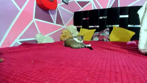          --- Onlyfans Free --  online show from 20, 12, 2025