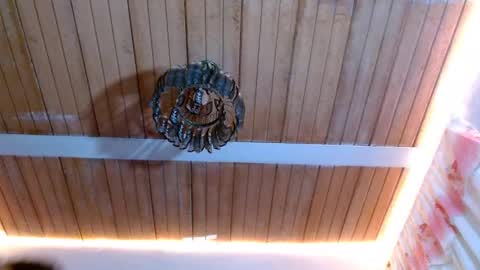 Bella Maidi online show from 22, 2, 2025