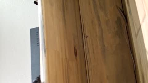 mellomike online show from 4, 3, 2026