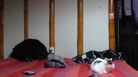 Mia  Sam online show from 7, 3, 2026