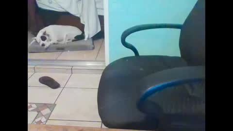 Snapshot of mobiledui chatting on 16, 2, 2025 mobiledui online show from 16, 2, 2025