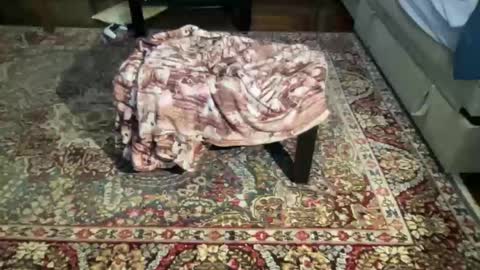 much_fun1 online show from 1, 2, 2026