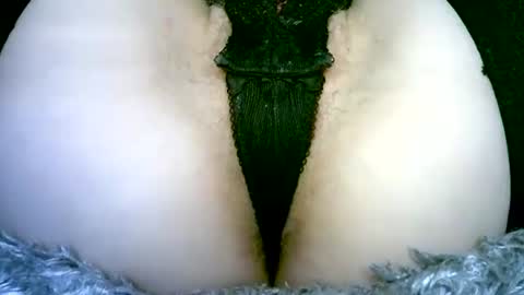 Snapshot of my_tightholes chatting on 2, 2, 2026 my_tightholes online show from 2, 2, 2026