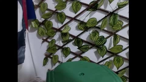 my negrito online show from 16, 3, 2026