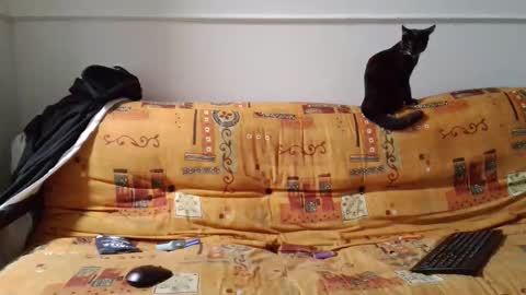 a Ordinary Boy online show from 15, 2, 2026