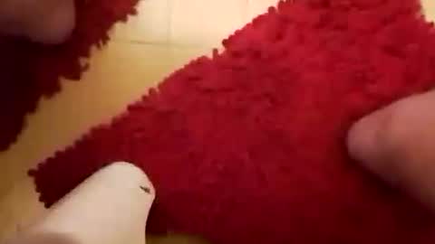 BookWriter online show from 26, 1, 2025