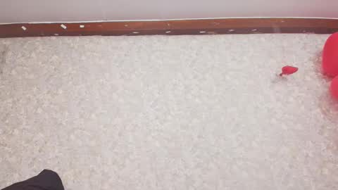 Nicol online show from 15, 2, 2025