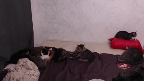 Snapshot of olivia_redd chatting on 4, 2, 2026 Olivia online show from 4, 2, 2026