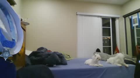 oorah1775 online show from 22, 12, 2024