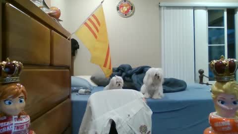 oorah1775 online show from 2, 3, 2025