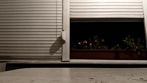 angel hris online show from 16, 11, 2025