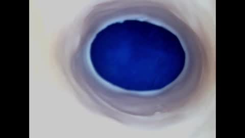 Paula 18 Aninhos online show from 10, 3, 2026