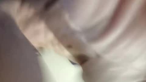 Paw online show from 30, 12, 2024