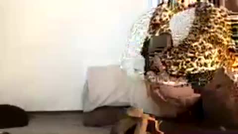 Snapshot of pilicross chatting on 19, 7, 2026 pilicross online show from 19, 7, 2026