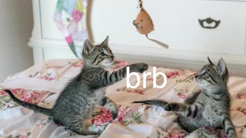 Kitty online show from 17, 11, 2025