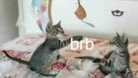 Kitty online show from 25, 6, 2026