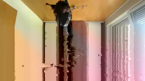 playdog123 online show from 12, 10, 2025