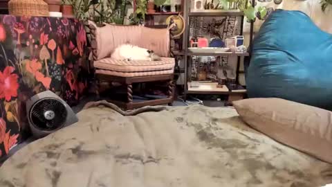 Goddess Pluto online show from 19, 1, 2025