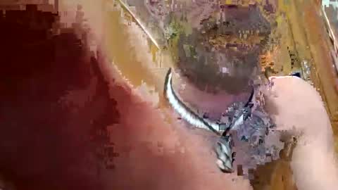 prettysolidd7 online show from 2, 12, 2024