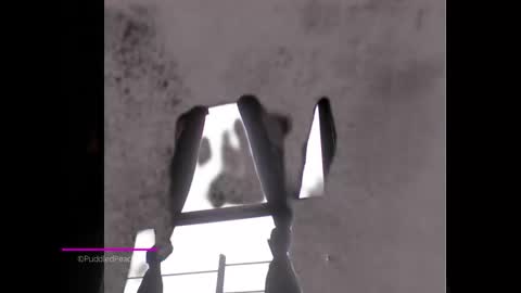 puddled_wonderland online show from 6, 1, 2025